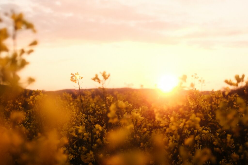 Nature Light